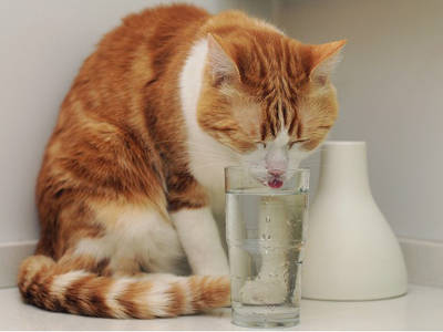养猫必修课：给猫咪喂奶还是喂水？